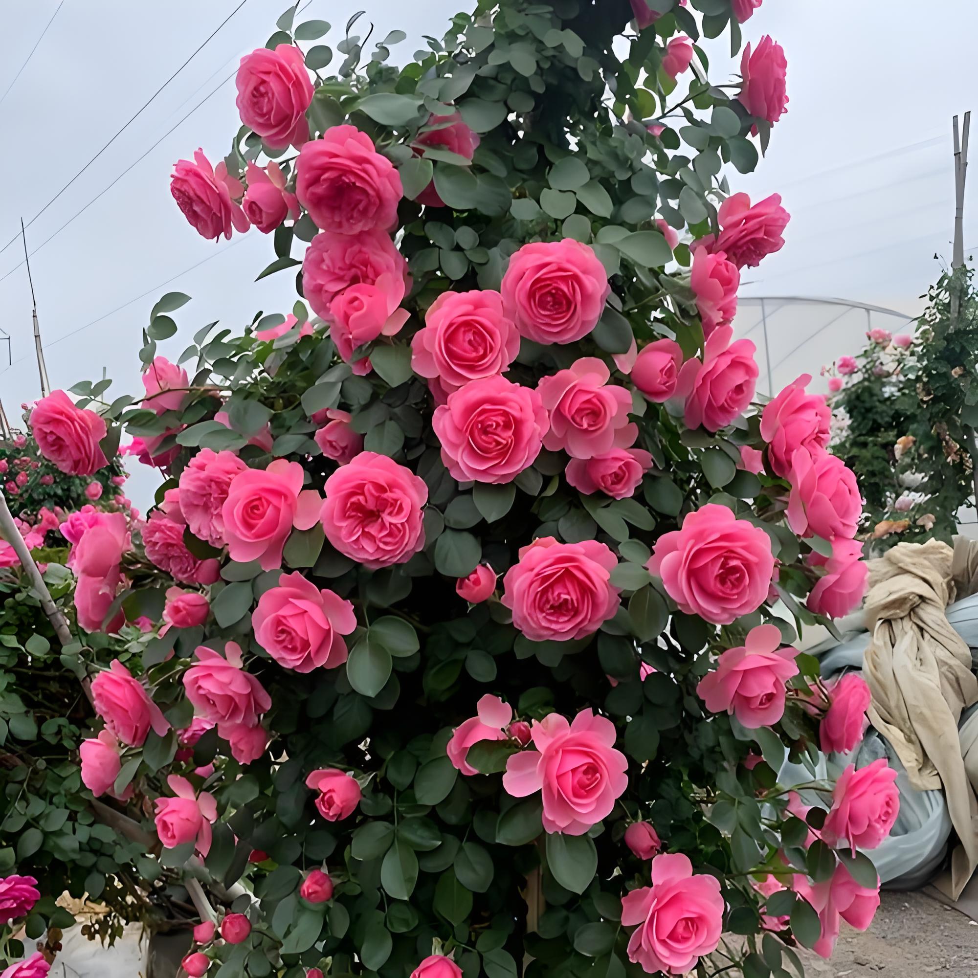 大型藤本月季粉色达芬奇花卉重瓣可庭院阳台四季开花（中大）