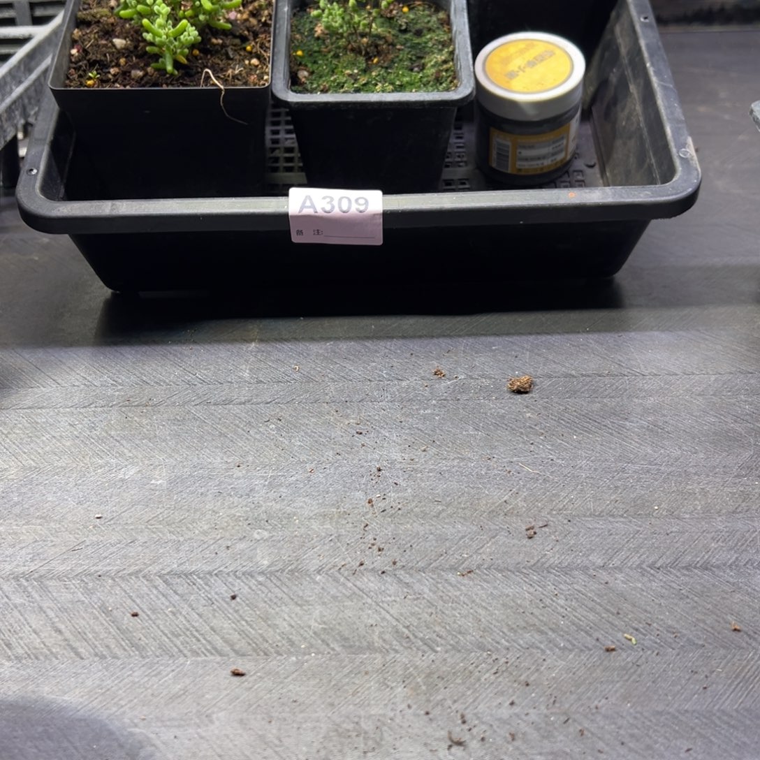 小****枝干番杏多肉植物复活链接