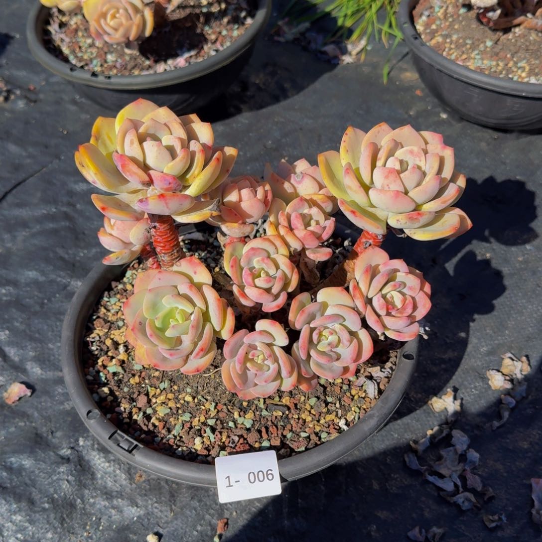 颖**鸣1-006白月光福利价不包损多肉