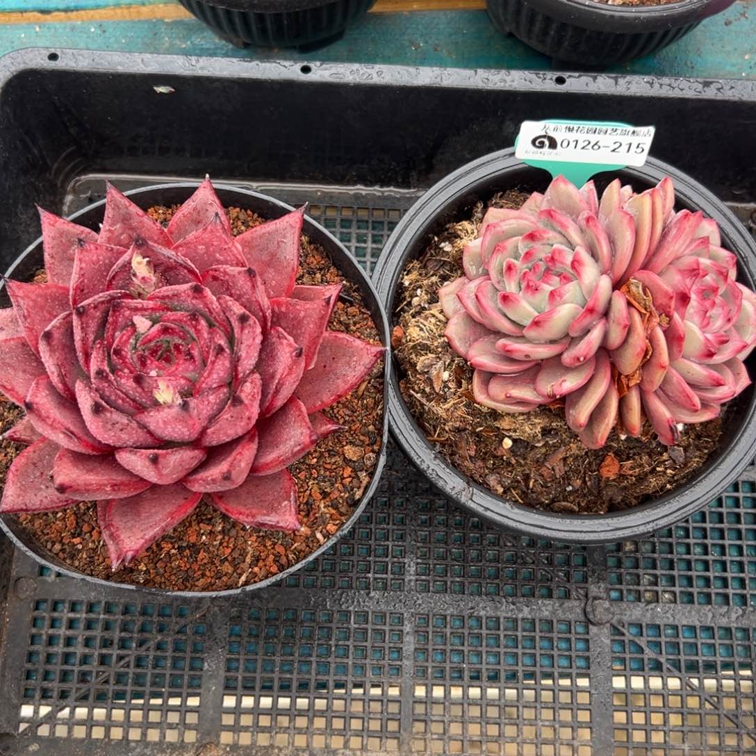 多肉一物一拍0126-215