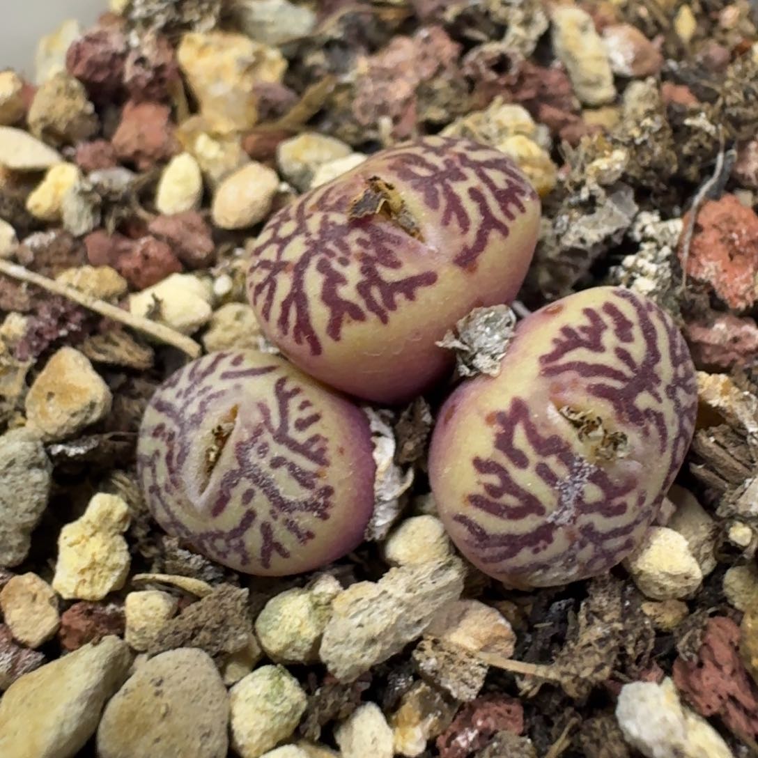 3 红纹唐草墨。         