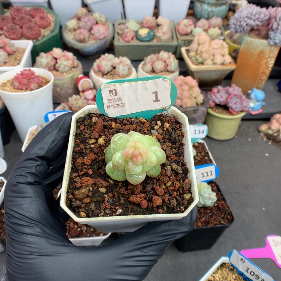 1 冰玉石化福利拍