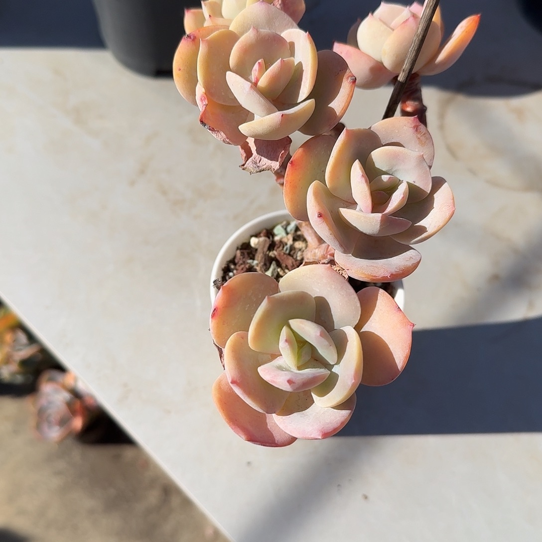 A***g白凤多肉植物一颗