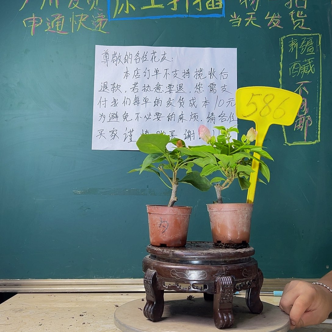 当前无花栽培后可以开花暗斑夕阳红掌中宝 广红樱掌中宝 586
