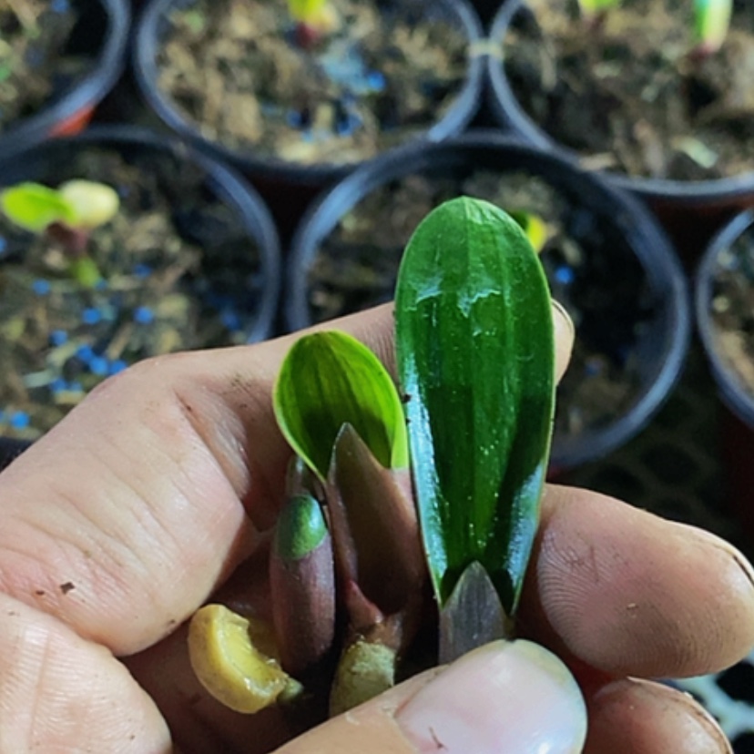 【闪购商品】家**贯君子兰