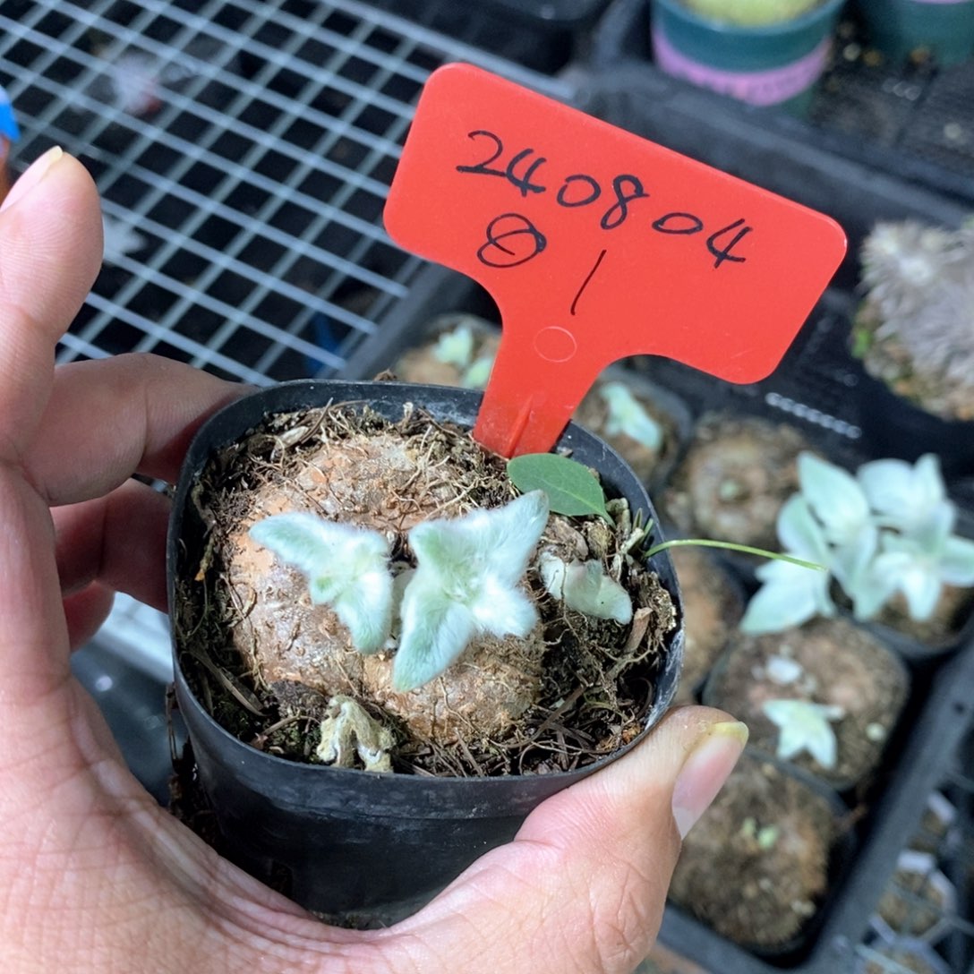 断崖女王多肉植物