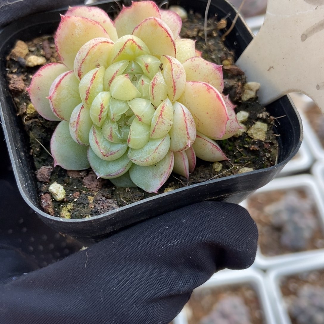 2017胖虎多肉植物保护