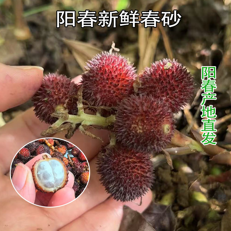 新鲜春砂仁阳春特产春砂仁泡蜜湿春砂仁包邮现摘正品春砂仁