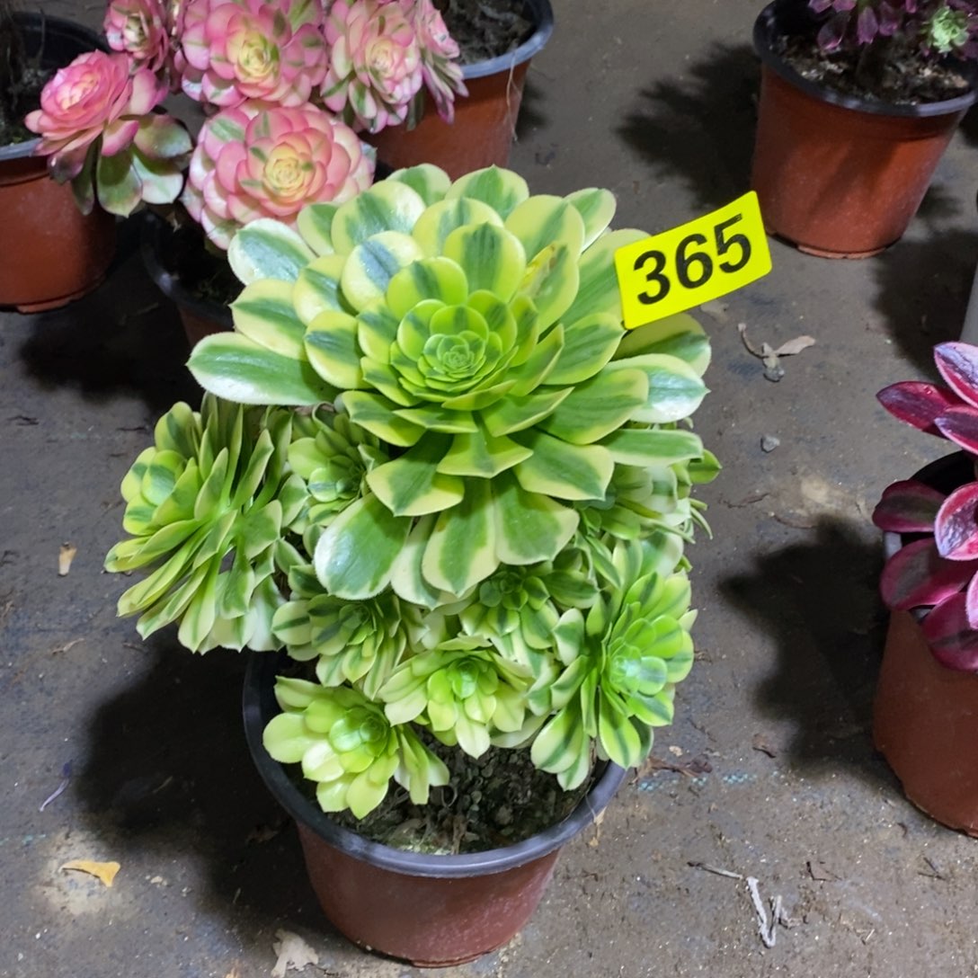 金丝翡翠多肉法师365