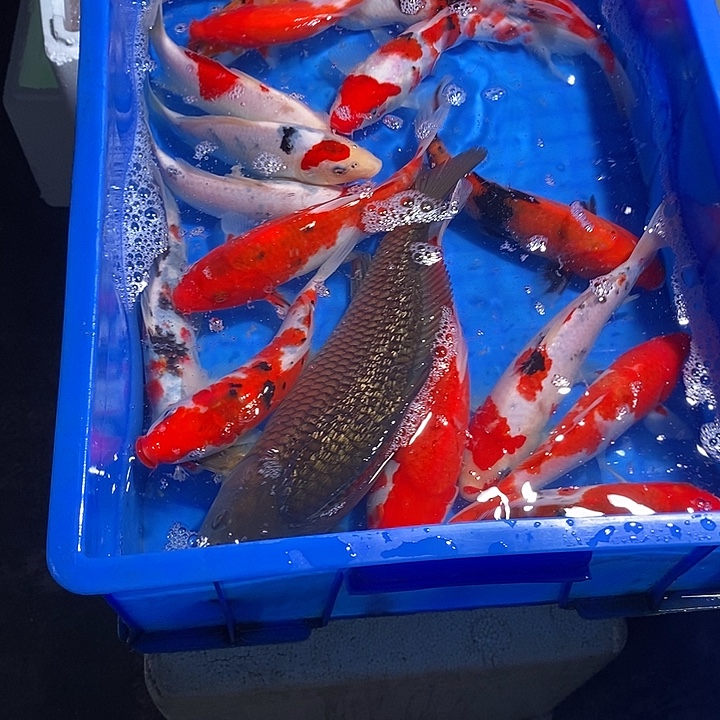 西***库锦鲤锦鲤活鱼开箱包活
