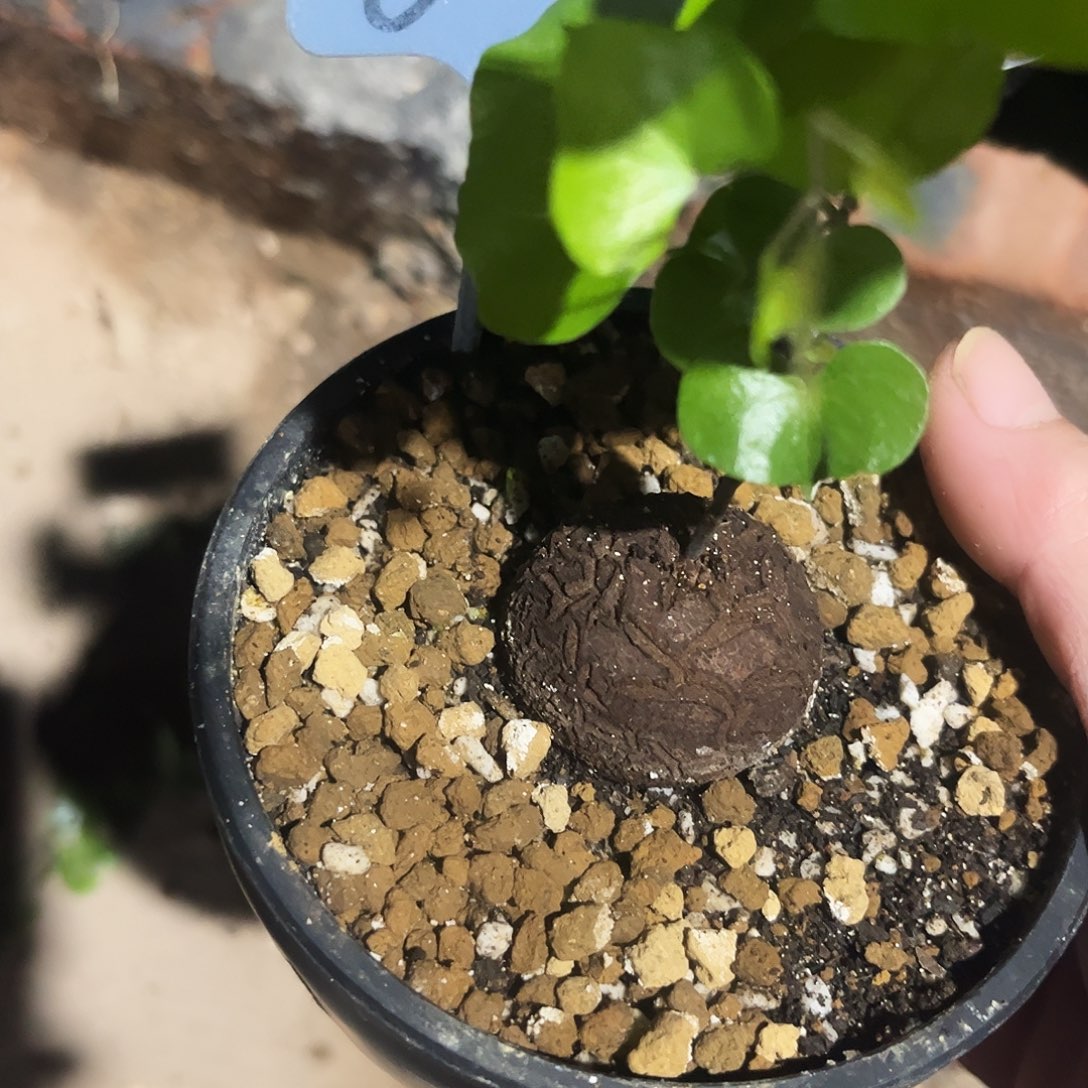 603龟甲龙858689779