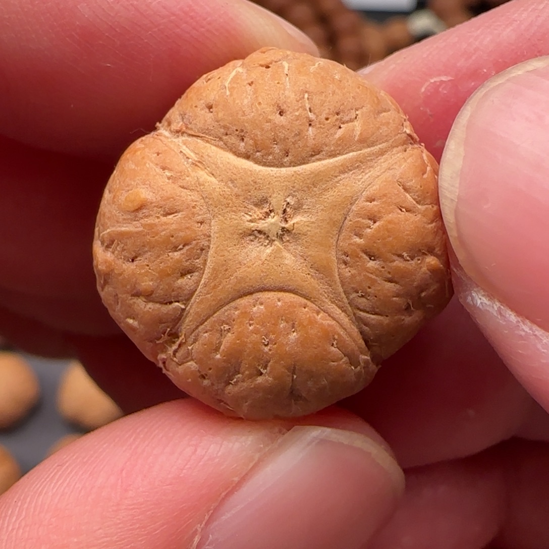 仔***仔吊坠麒麟眼菩提23➕梅花麒麟