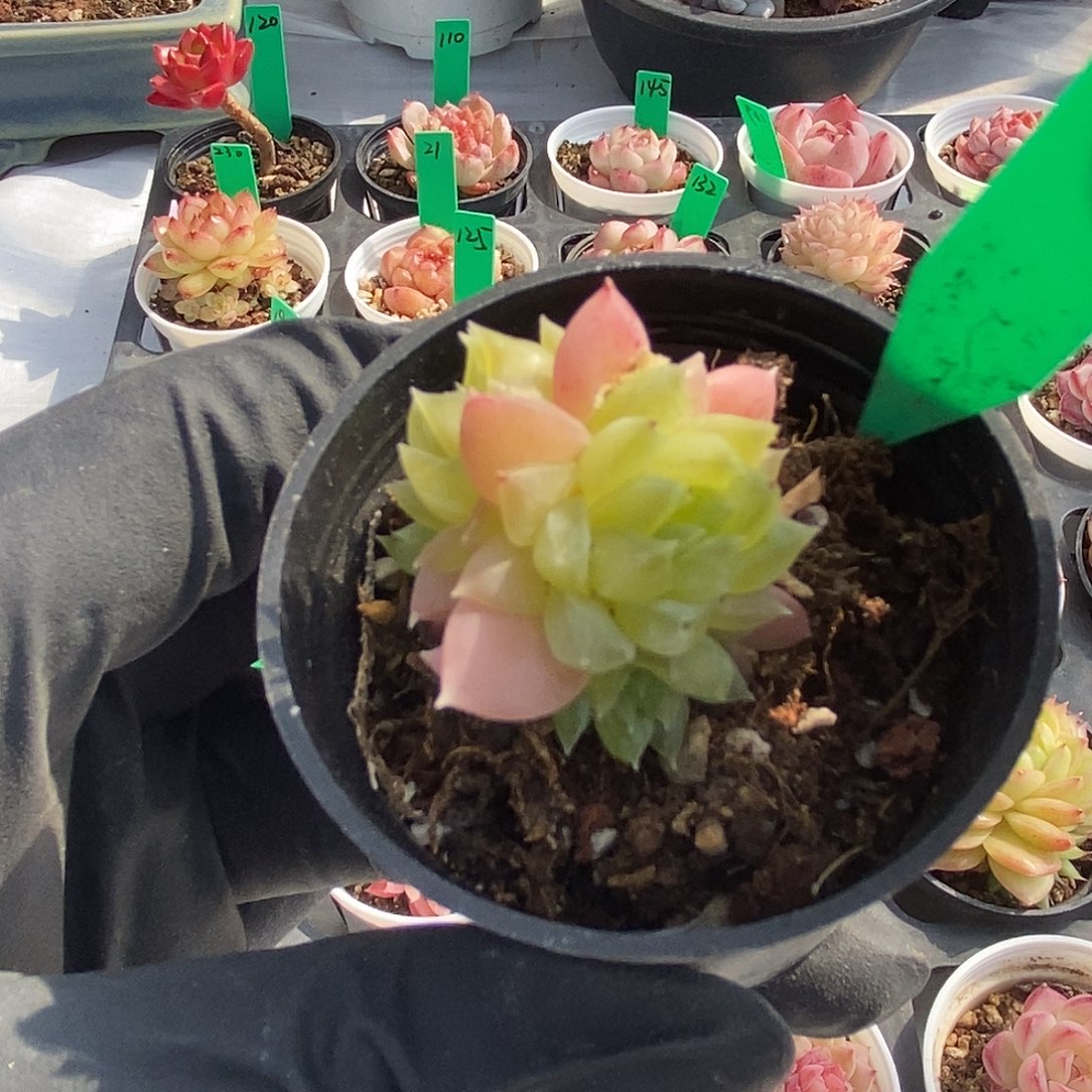 7   星宝精品多肉