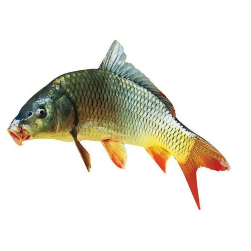 鲤鱼 建鲤 丰鲤 禾花鲤鱼快大种抗病强淡水养殖活体发货包邮包活