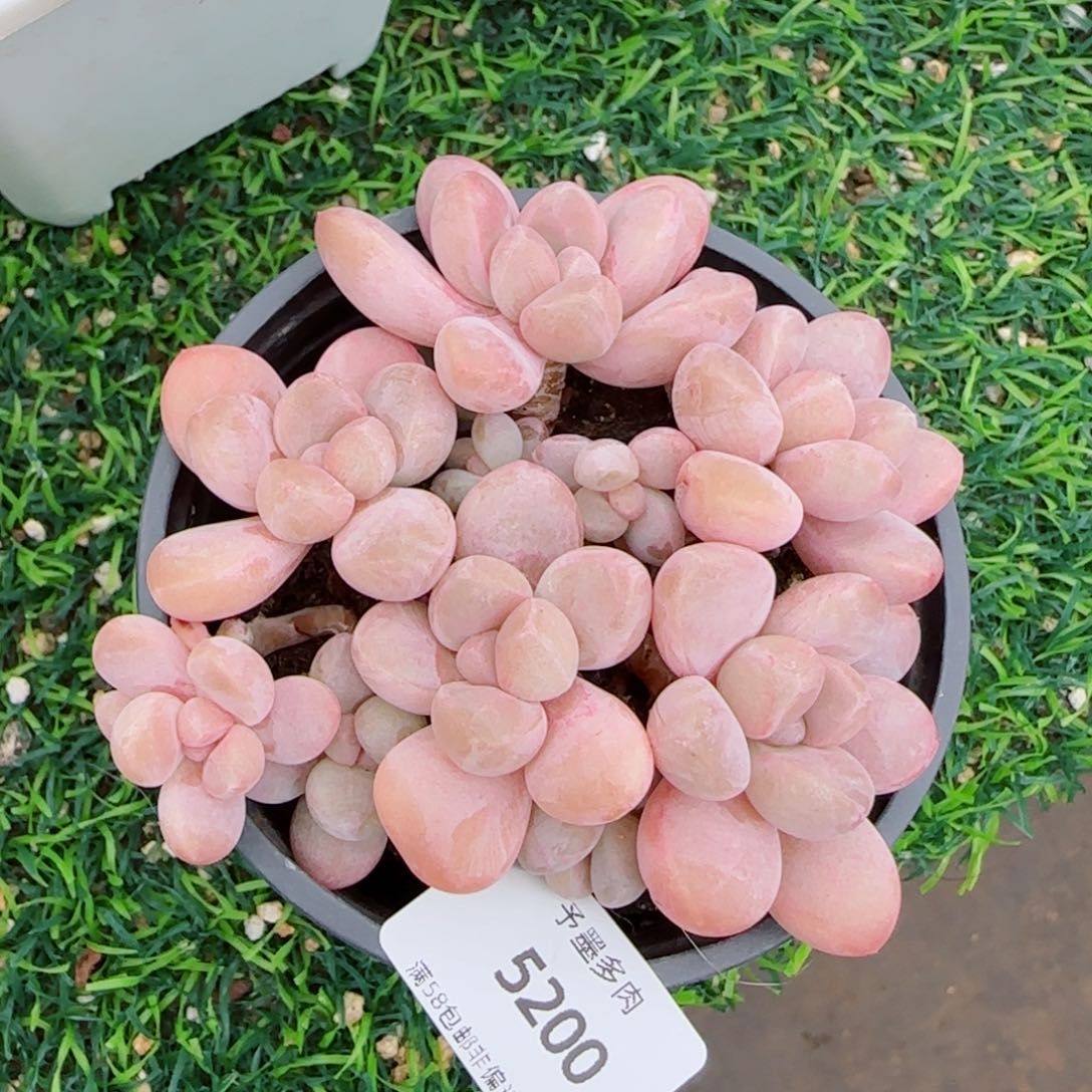 香玉无砍，5200多肉