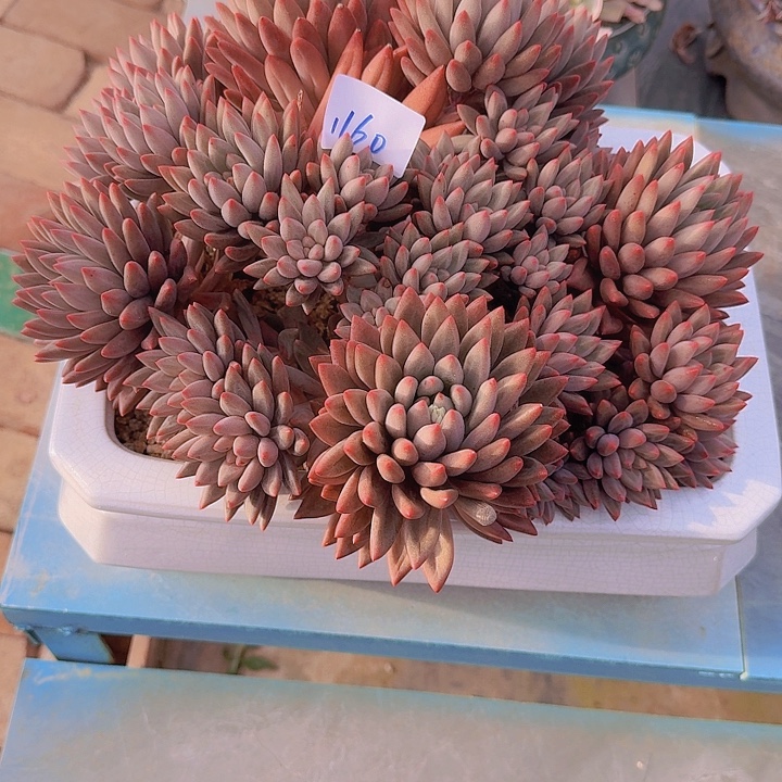 1160红蜻蜓多肉植物带盆