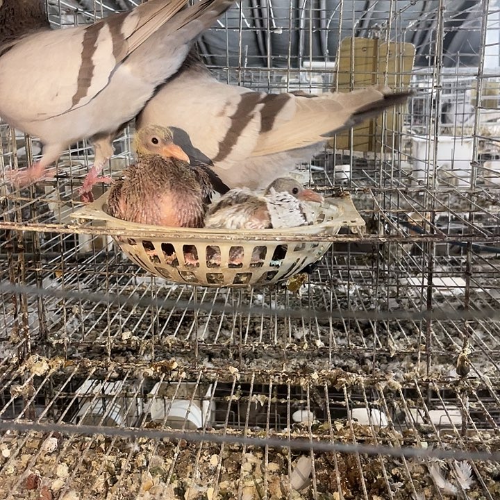 一对种鸽银王中国大陆