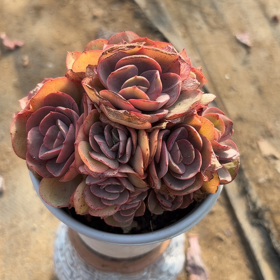 多肉植物小叶秀妍