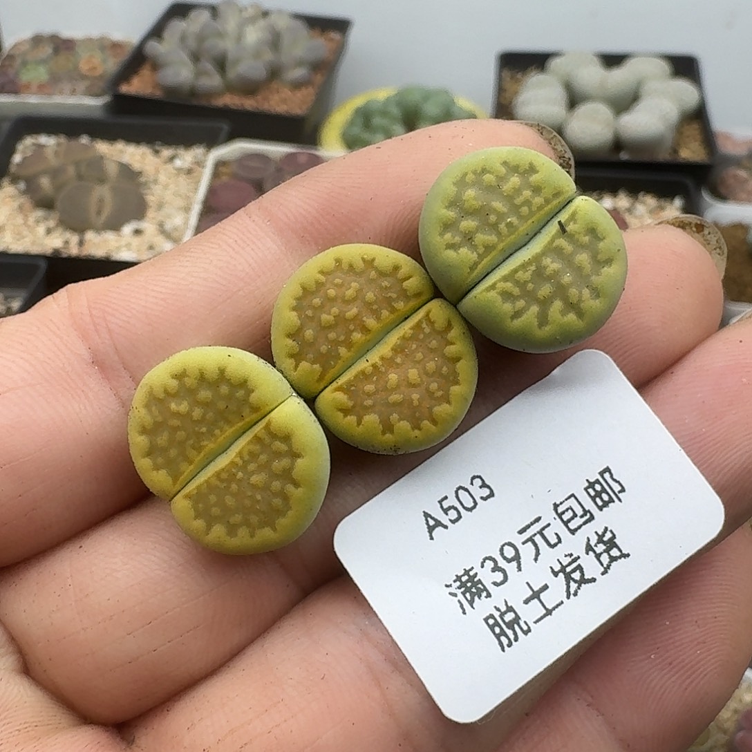 奴***主503多肉哈哈哈哈好吧