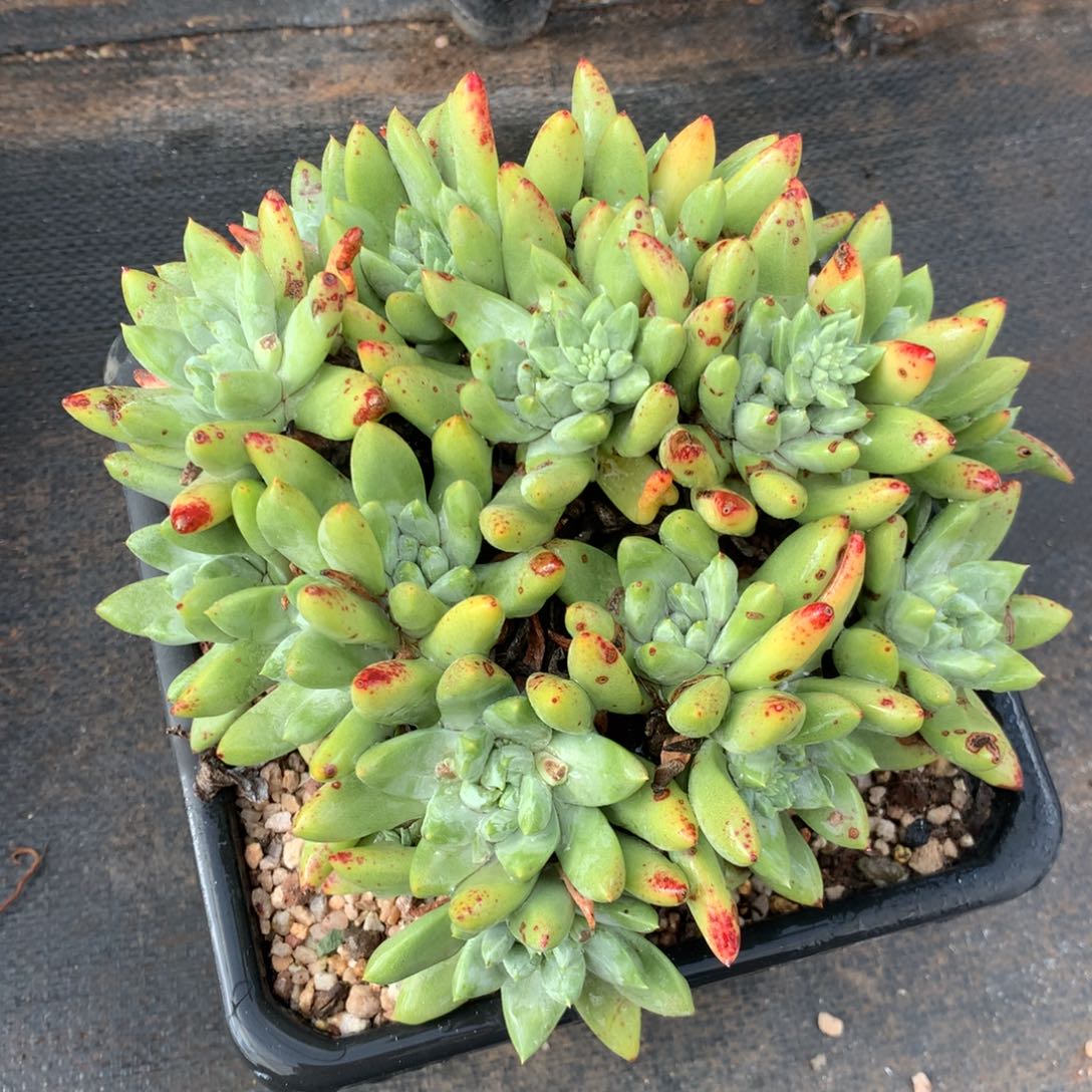 绿拇指杂，多肉植物