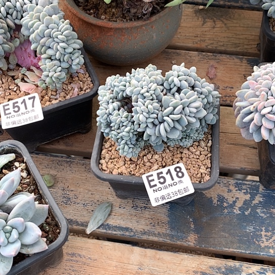 y****粉兔缀化518 退款拉黑需要延时发货