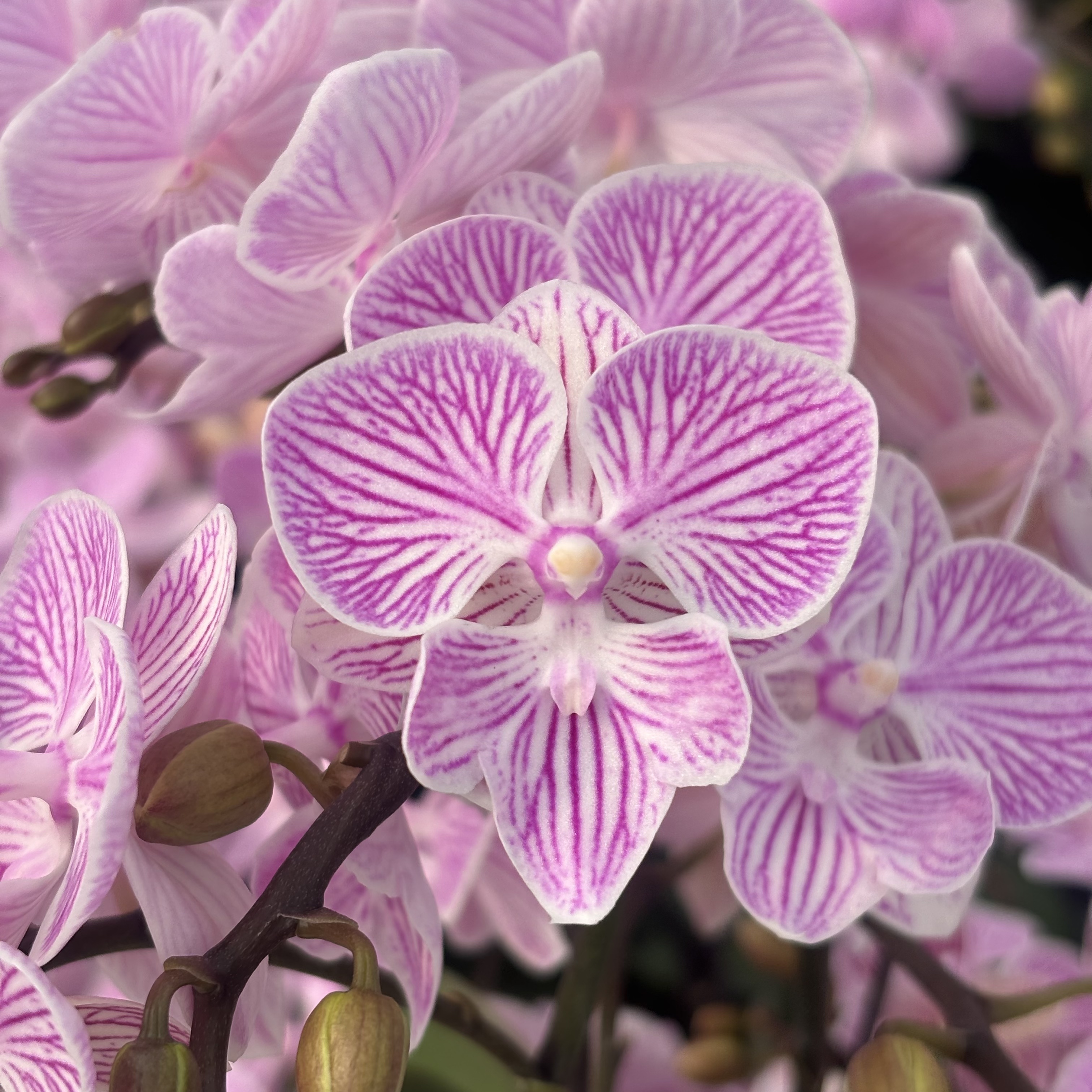 蝴蝶兰【樱花】带花，带花剑，四季开花室内好养鲜花