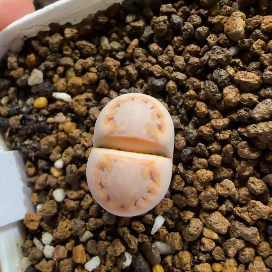 12.11。脱土发。216饼干。  2014