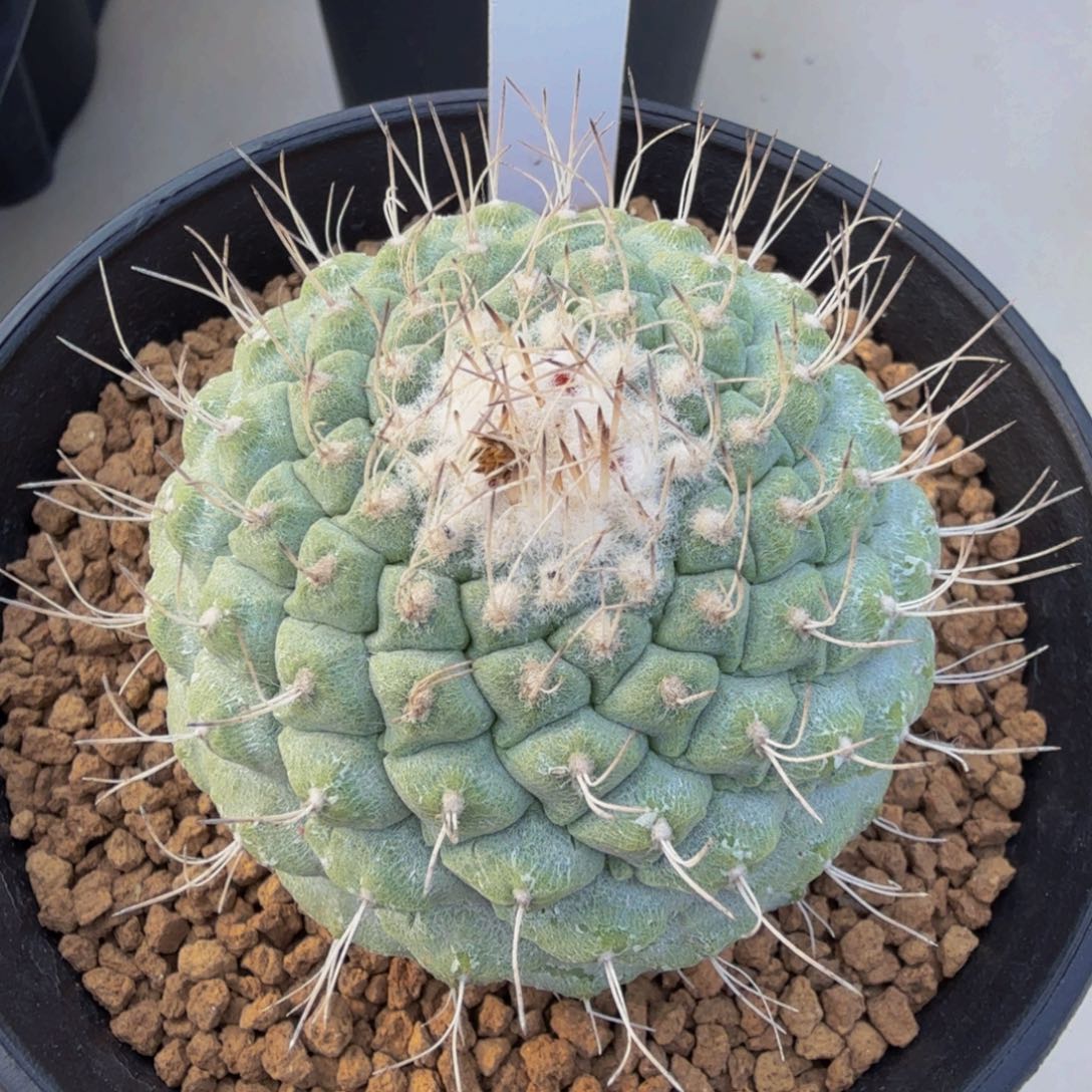 小U菊水实生小苗子