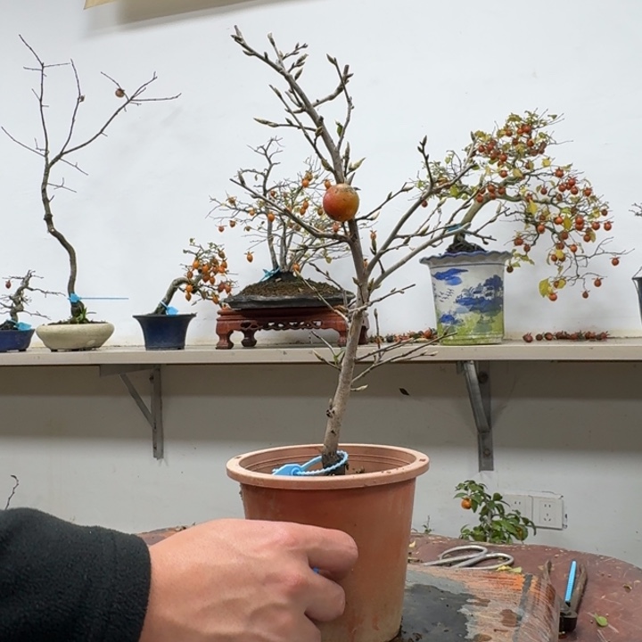 向***强无花朵168顺丰到付