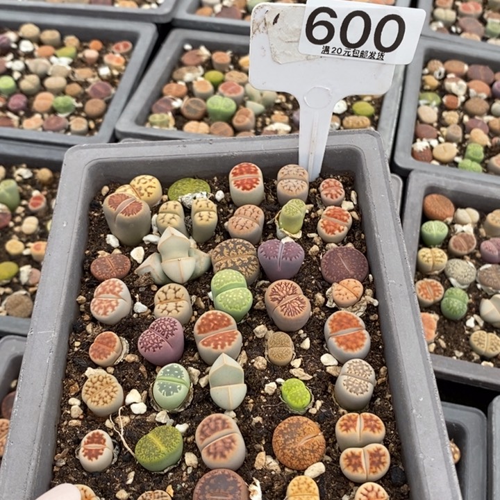 S****1生石花小苗600