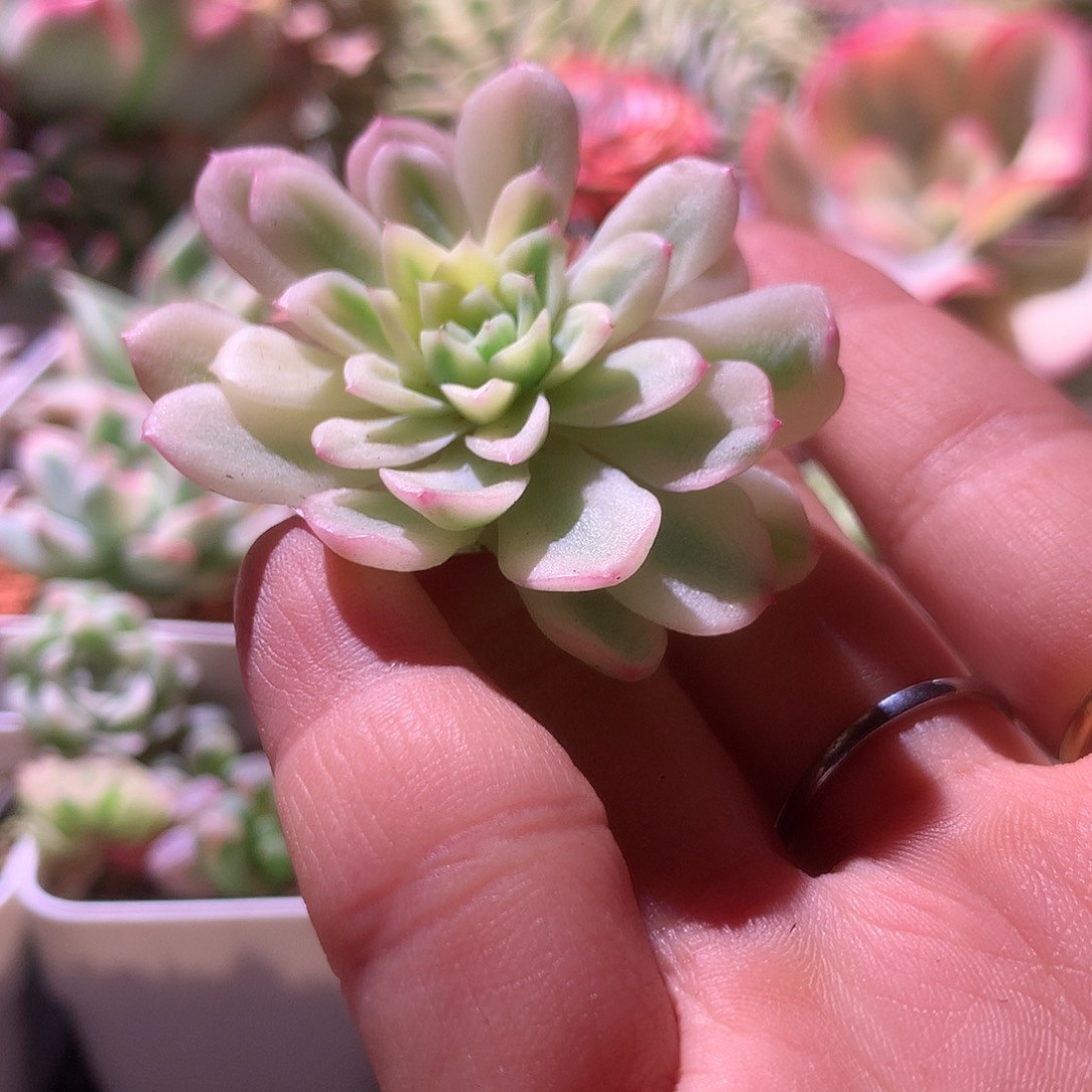 爱***妞茉莉花覆轮锦砍头有根