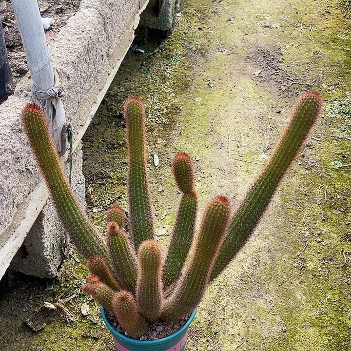 T***林完全开放黄金妞裸根发货