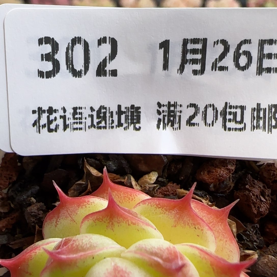 花语逸镜0126-302