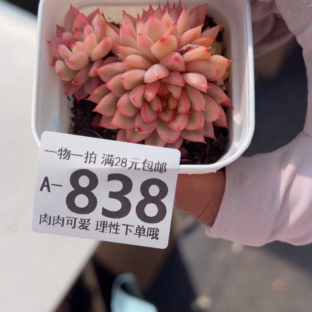 女雏锦多肉多肉多肉多肉