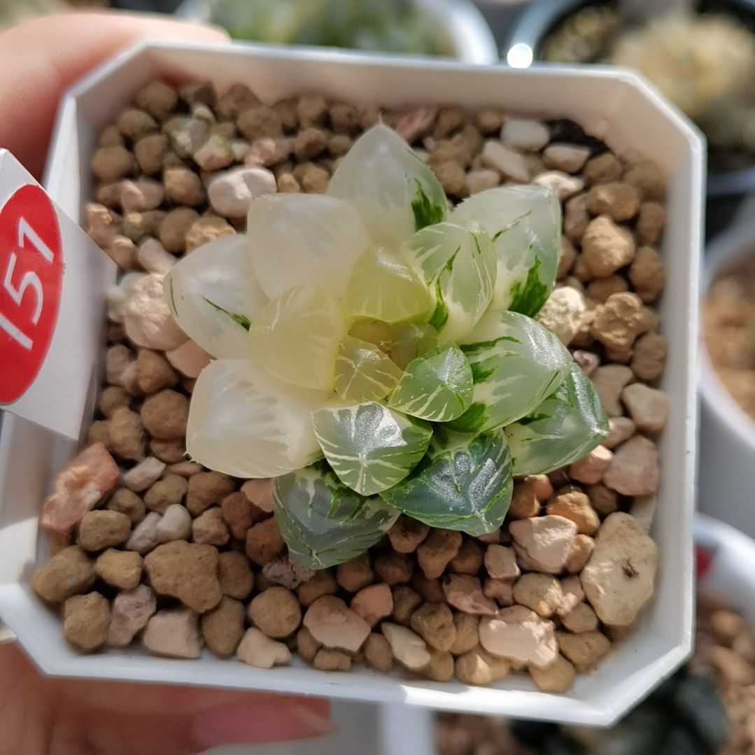 151号OM玉露锦一物一拍带盆土发货