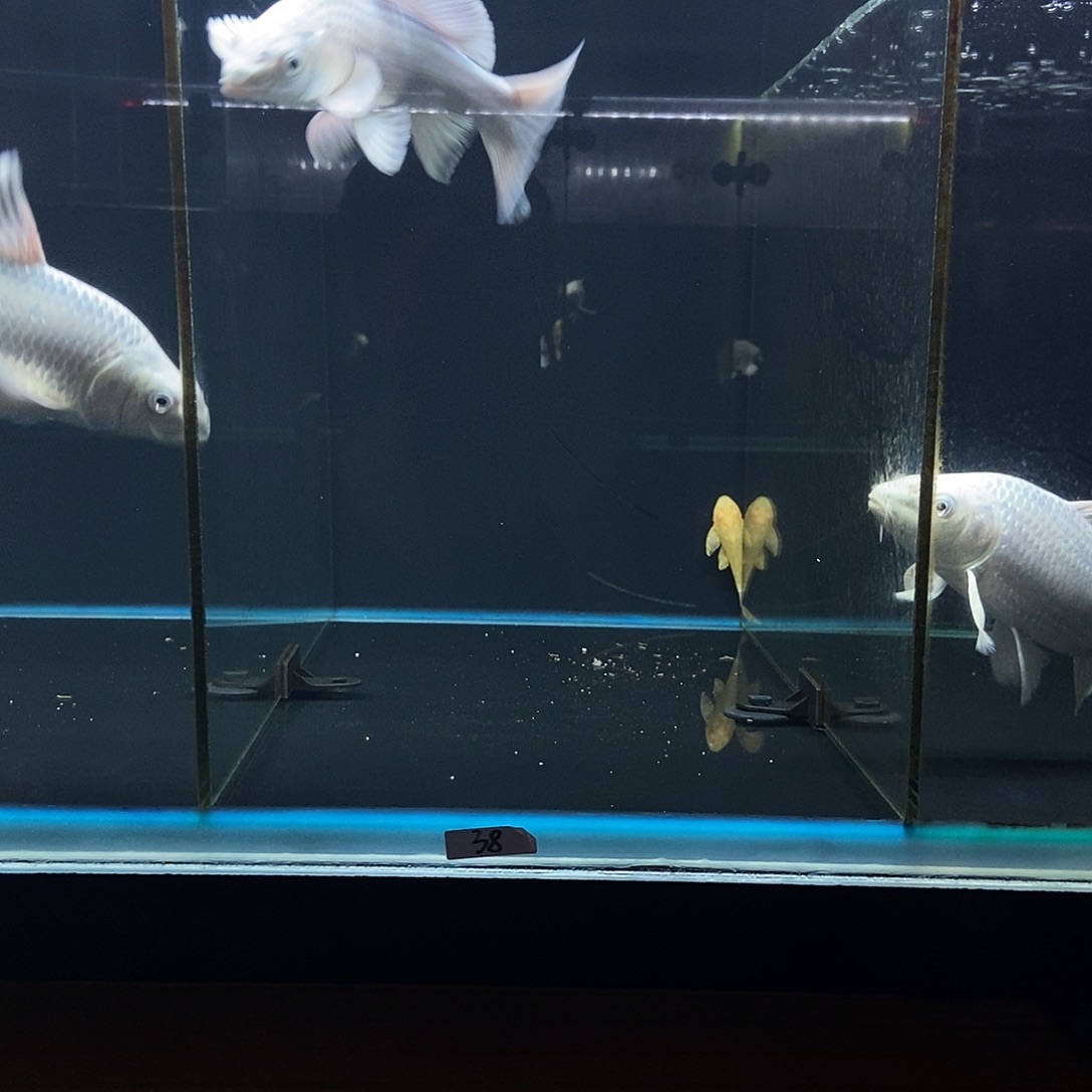 笑***了蝴蝶鲤鱼38号白色蝴蝶鲤一条