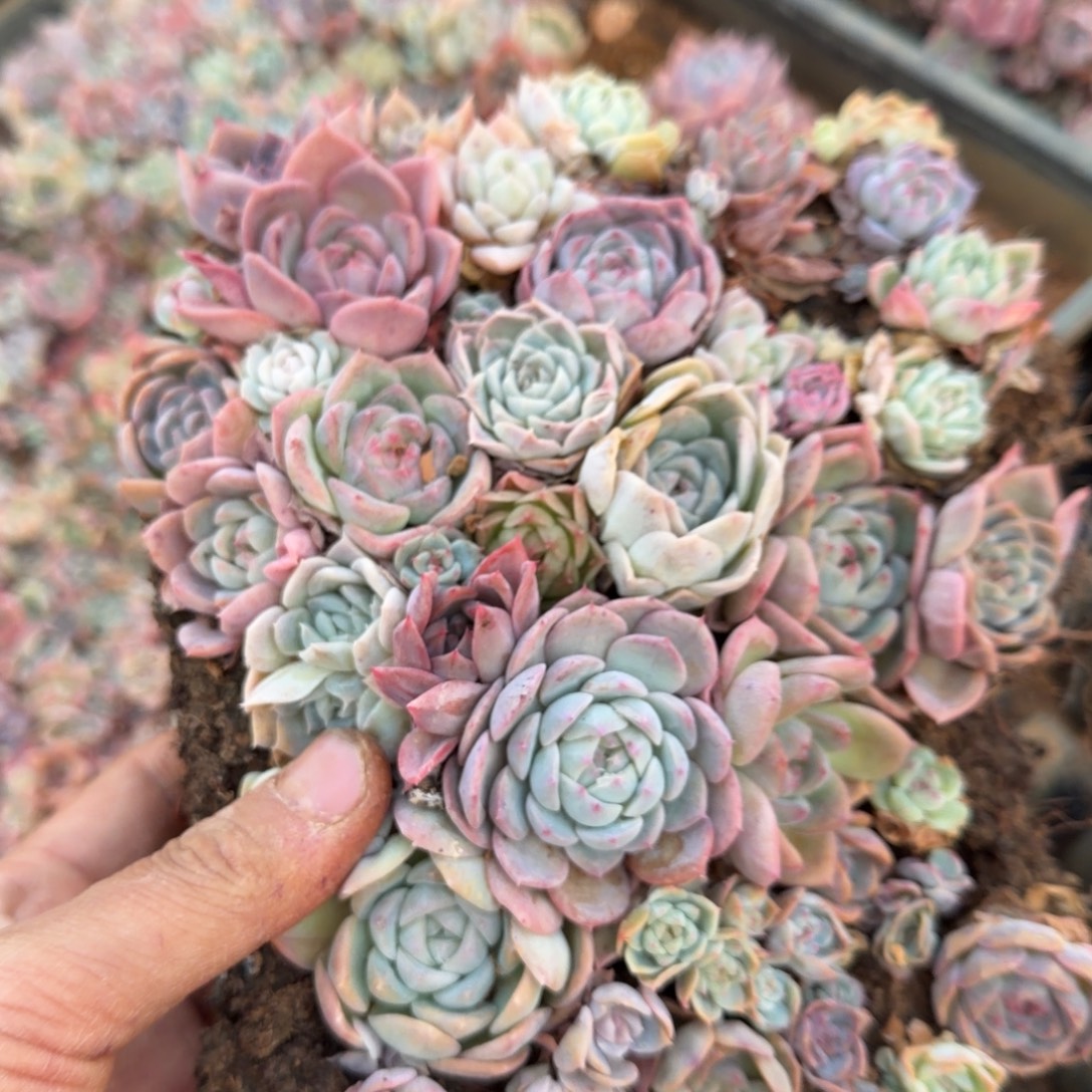 19-57糖心切糕一块量拍侧门右二