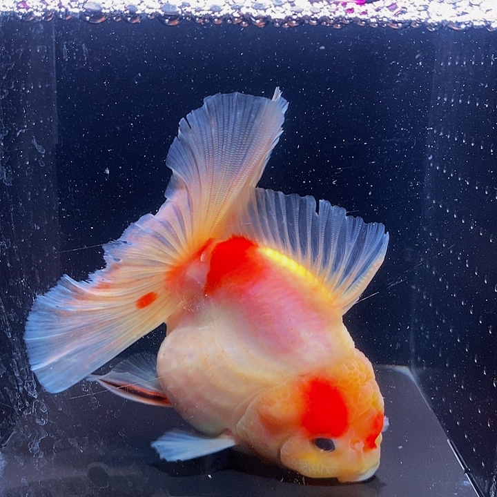 优***秀海水金鱼虾肉包饺子