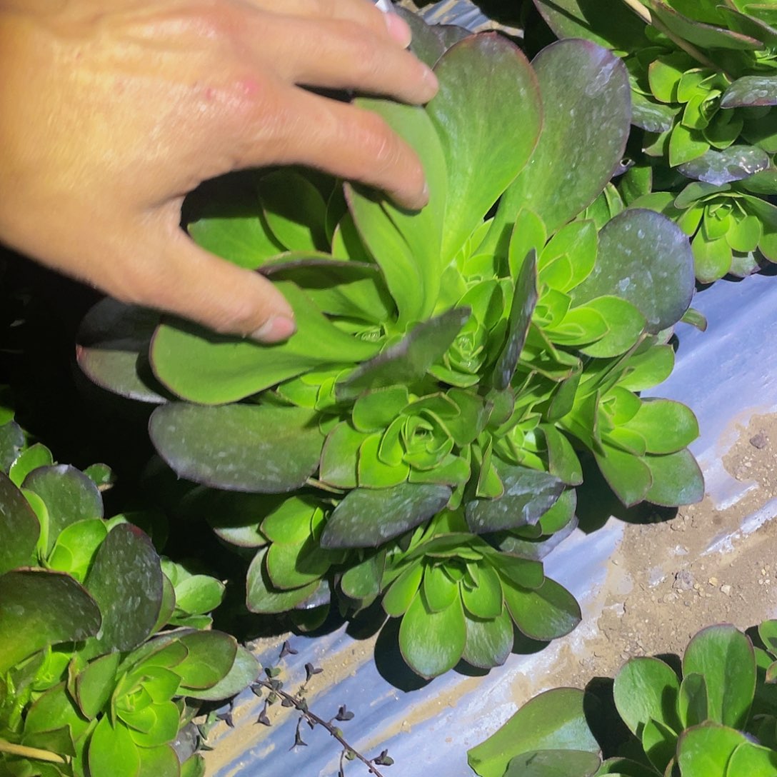 2048媚金玫瑰多肉植物