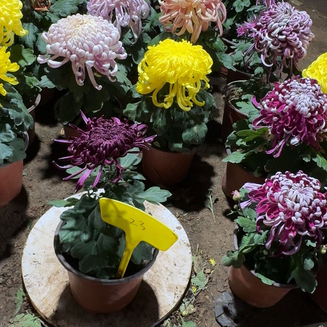 天***n大部分花苞少量开放23