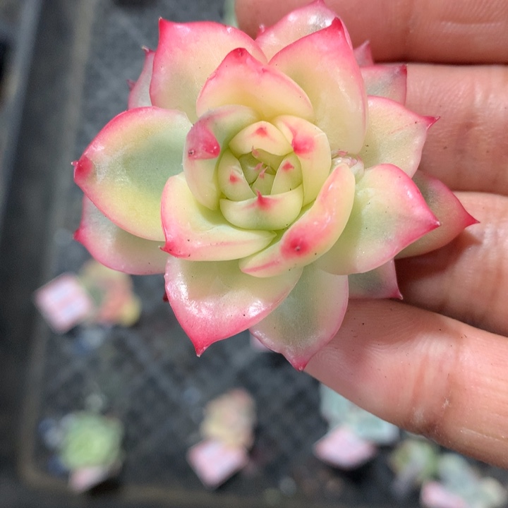 弗洛瑞安娜锦腹轮锦