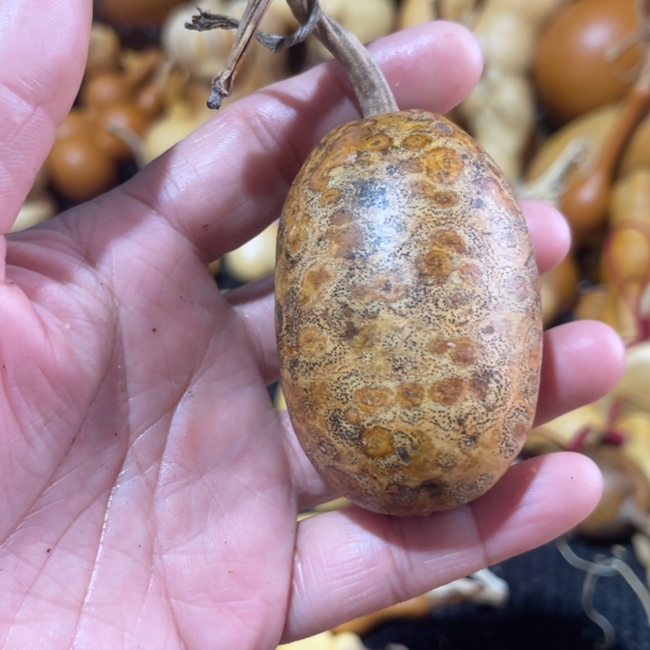 吊***赁葫芦葫哈哈哈哈哈哈