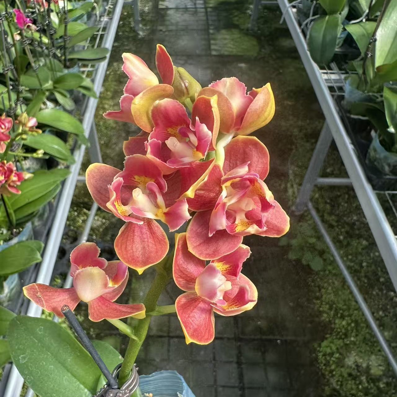 【08188】蝴蝶兰苗子3.5杯带花剑超蜡质花名贵品种稀有品浓香型