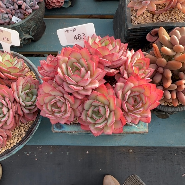 解忧一物一拍483牡丹亭