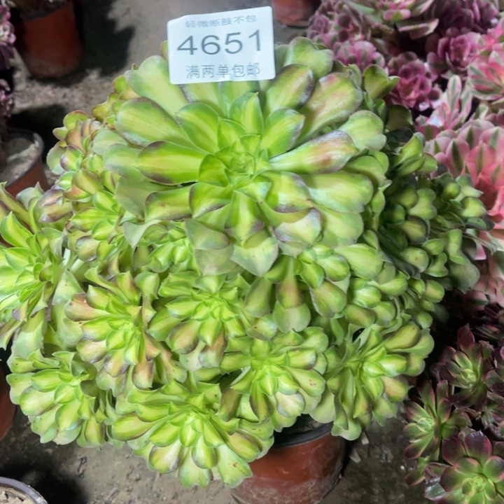 4651韶华的的多肉的