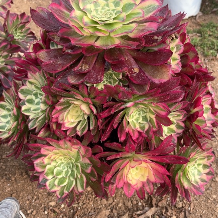 888多肉植物天和