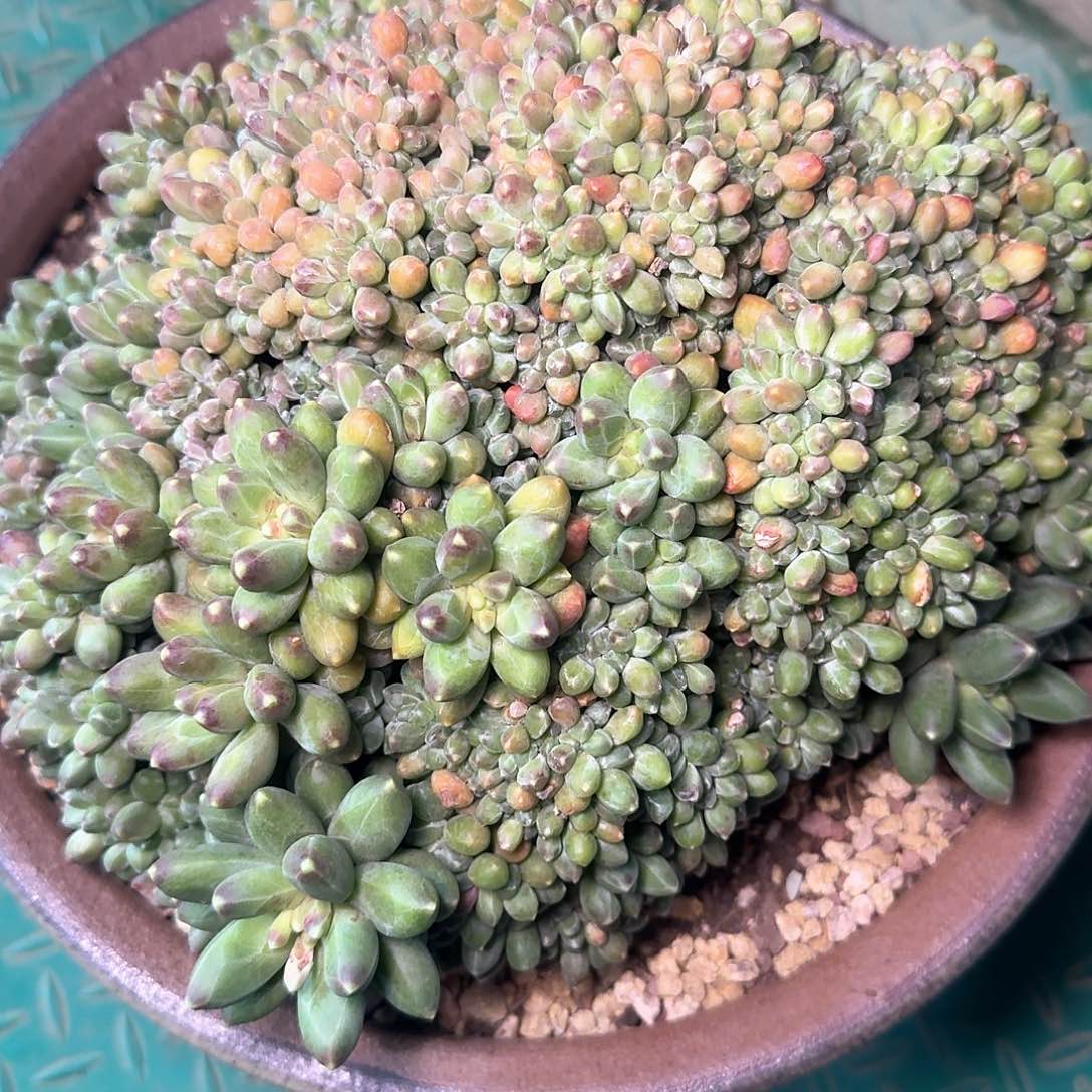 千代田之松缀，一物一拍