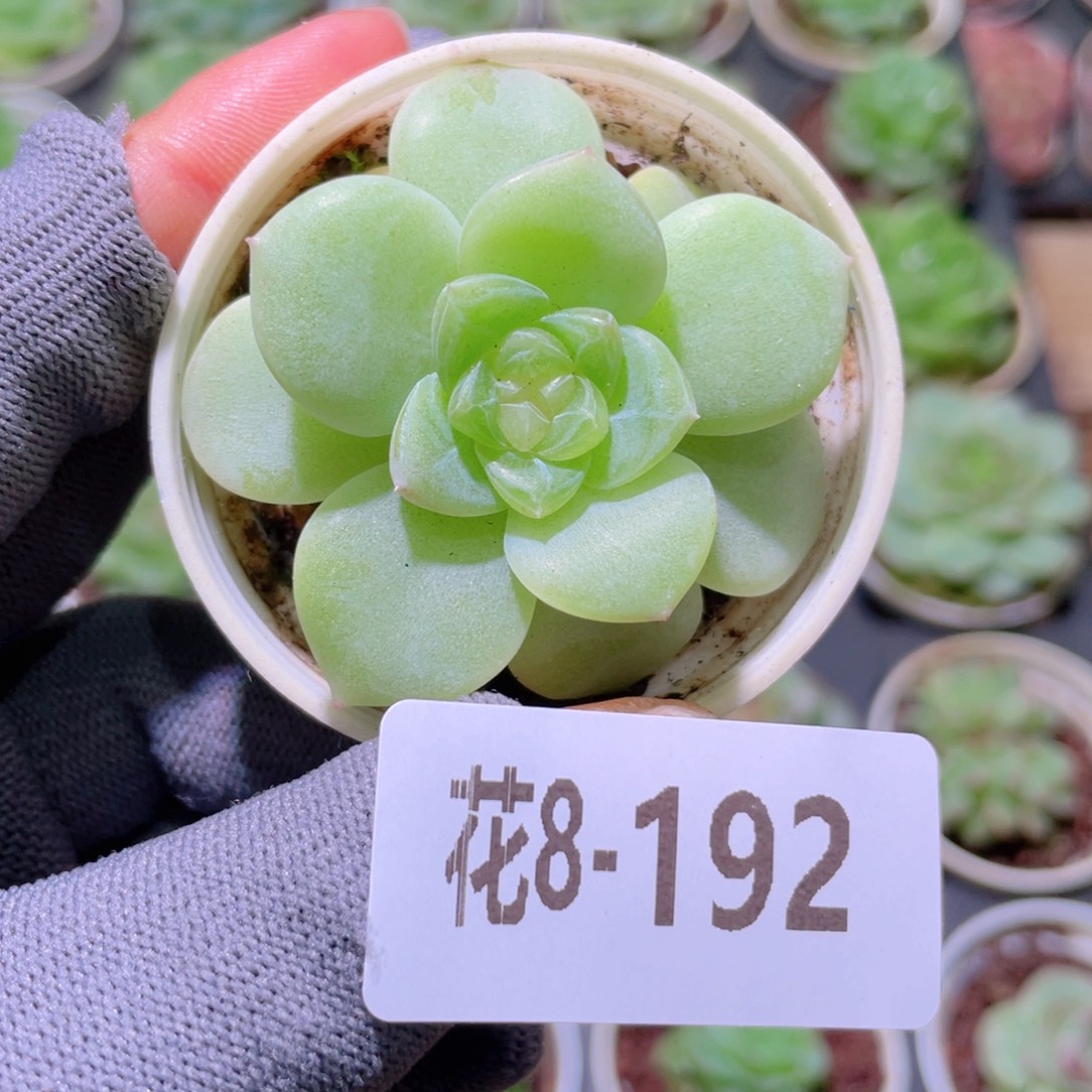 花利美8-192新品珍妮