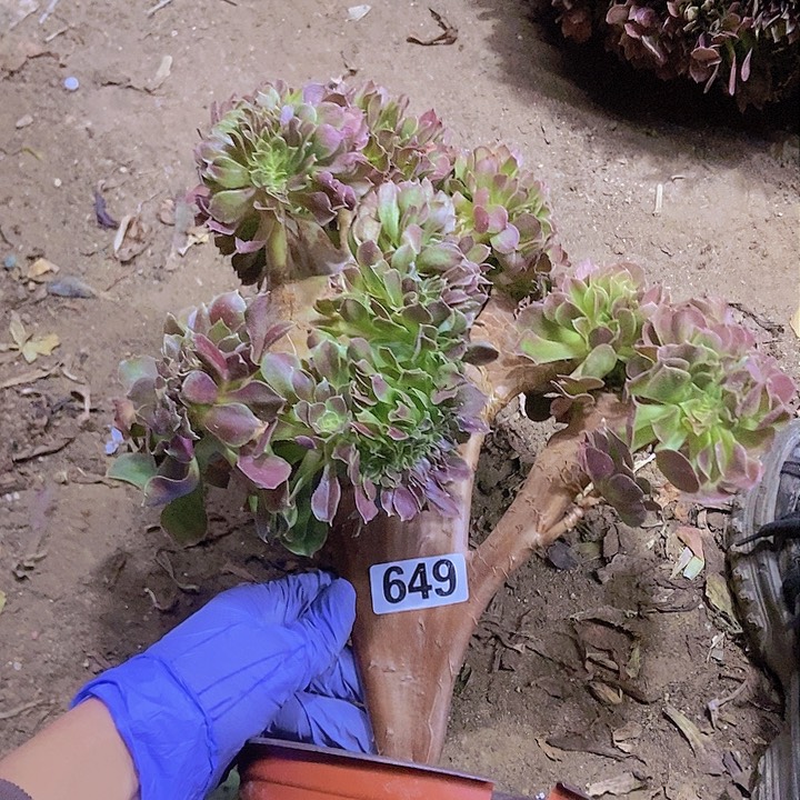 649玫瑰法师缀化老板子