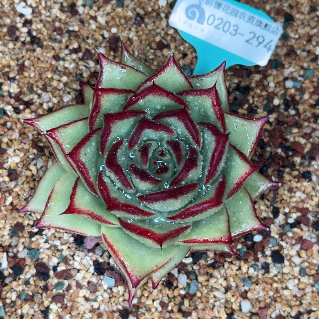 多肉一物一拍0203-294